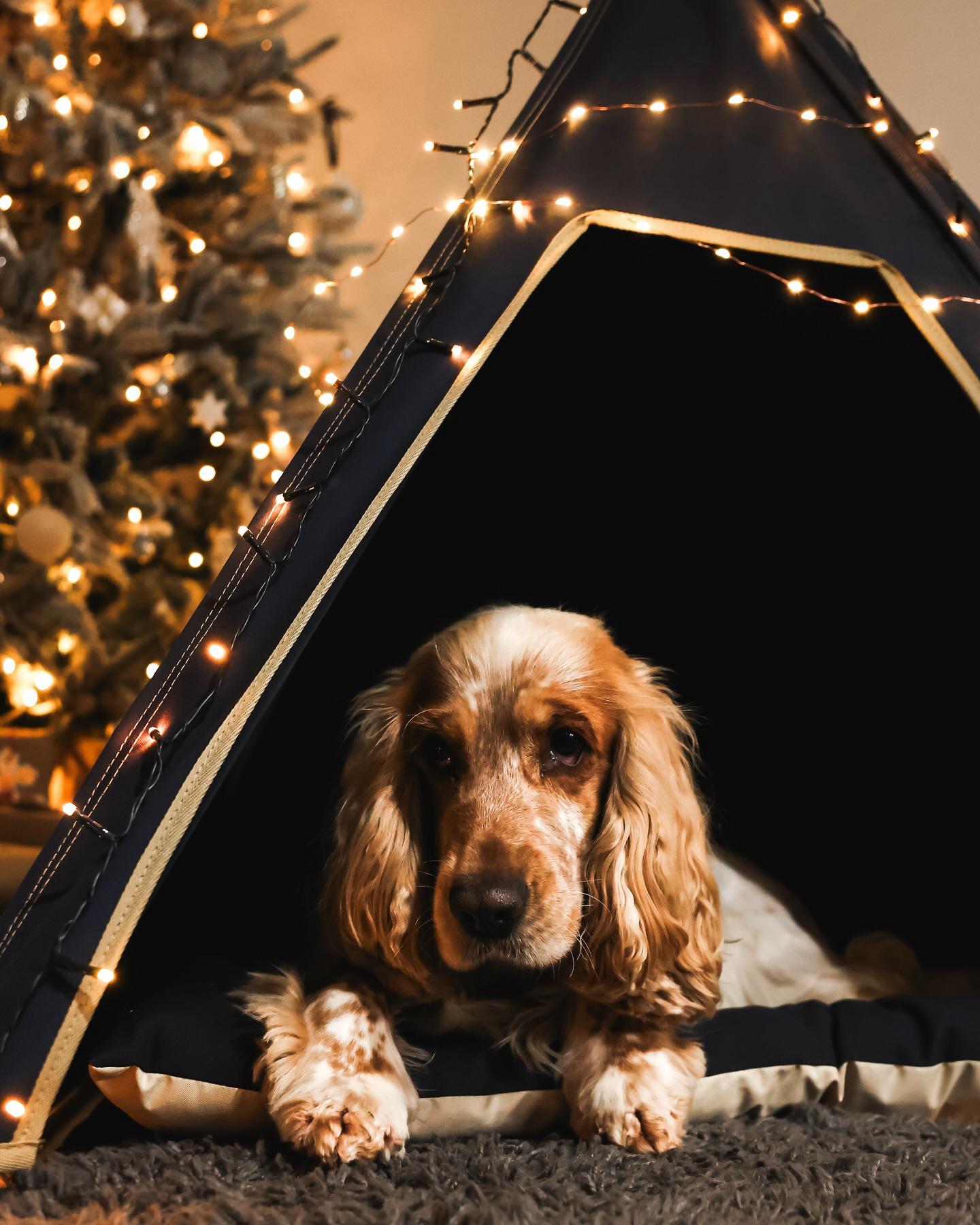 Indoor dog house, dog teepee bed in navy cotton canvas with olive green dog bed cushion 