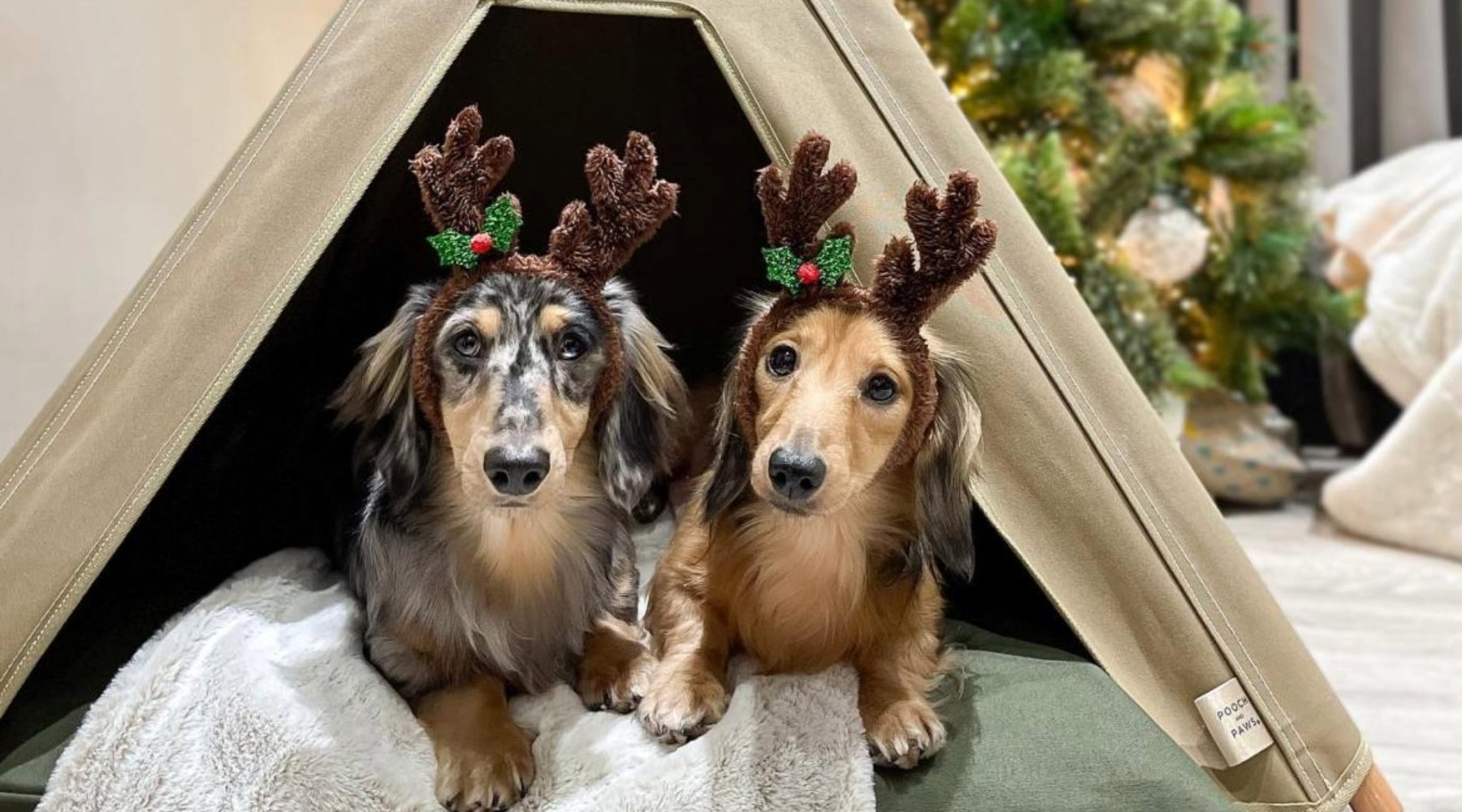 Christmas Gift Ideas for Dogs - Pooch and Paws