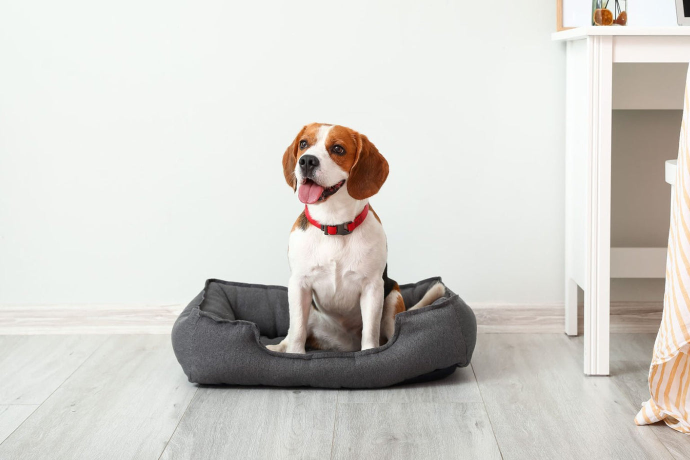 Does your dog have the right type of bed? - Pooch and Paws