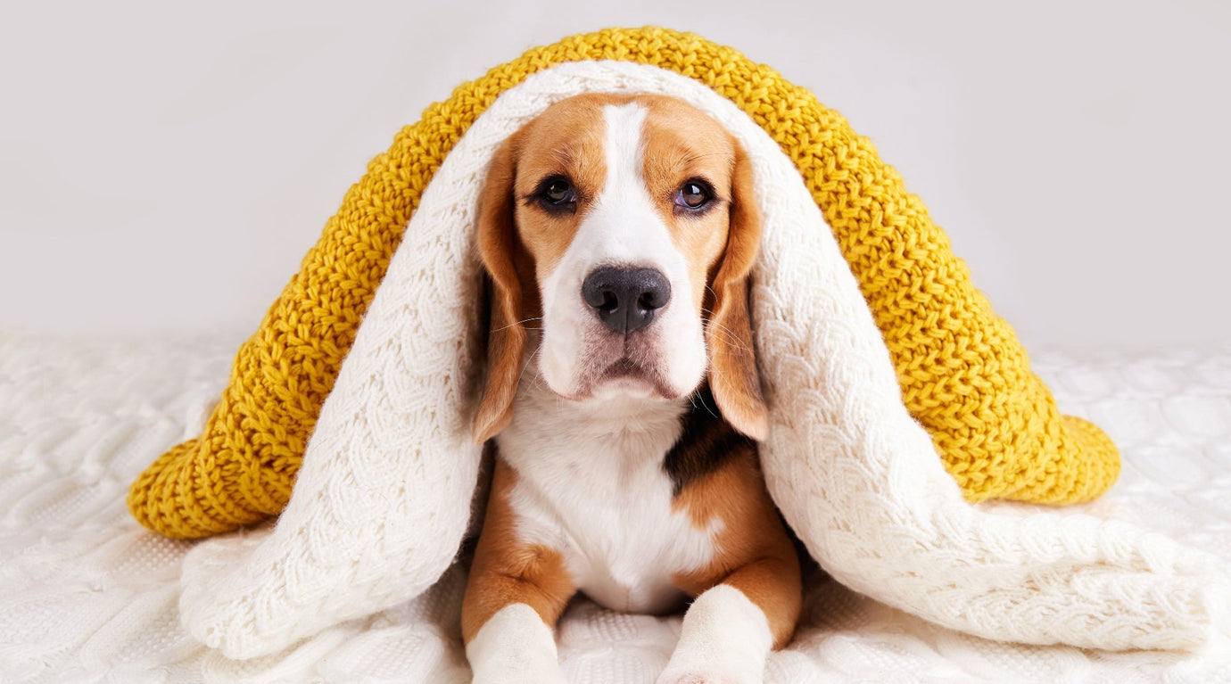 Dog Cave Beds: 5 Benefits - Pooch and Paws