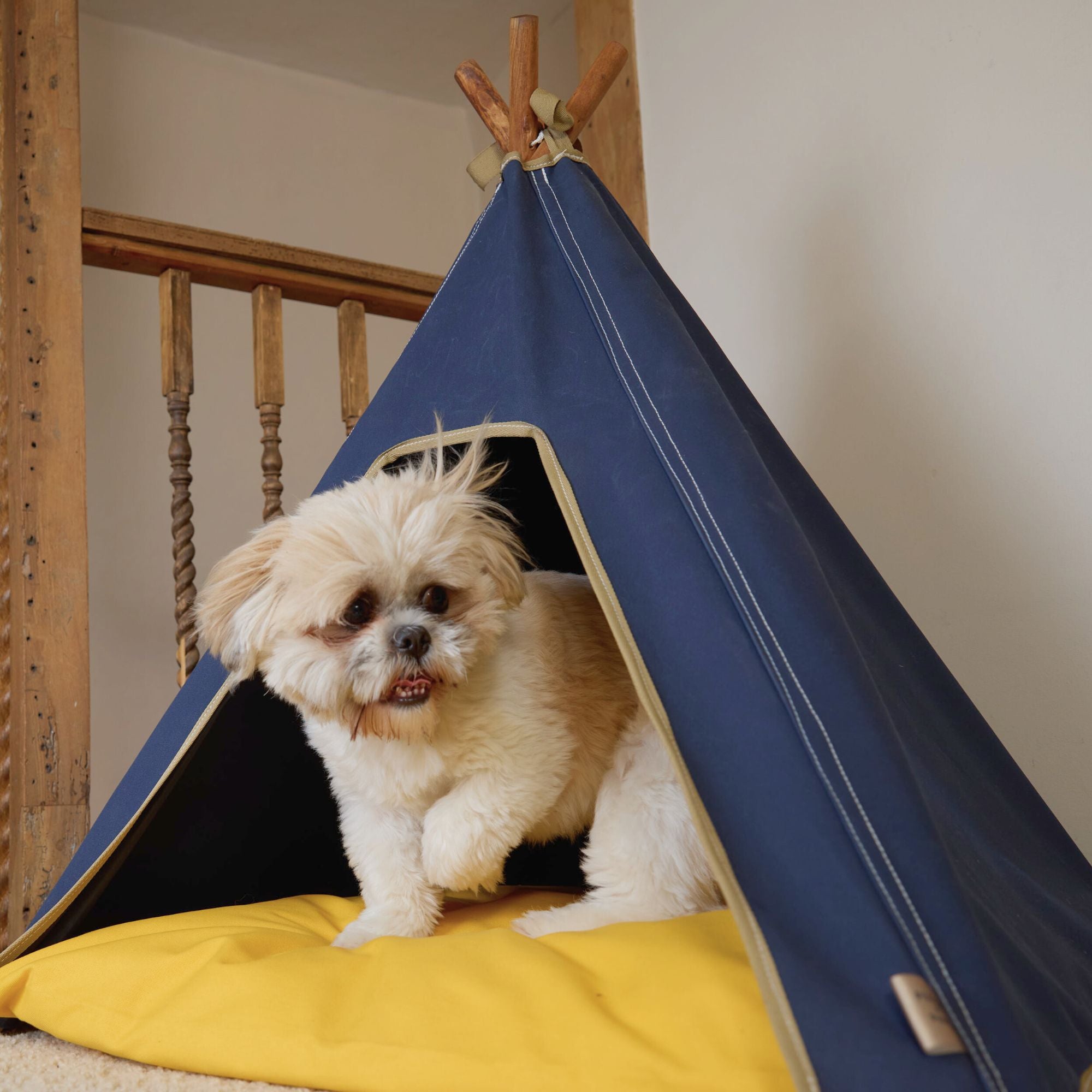 Hih Tzu dog using teepee bed as their hooded dog bed