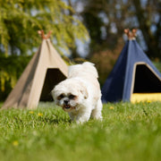 Finding the Ideal Outdoor Dog Bed for Your Furry Friend - Pooch and Paws