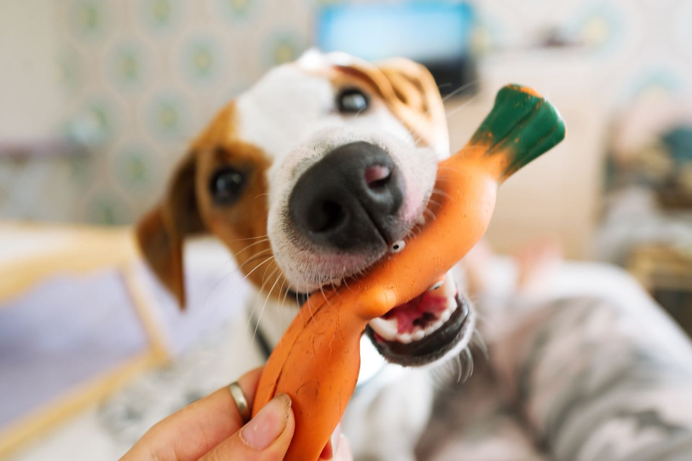 Interactive Dog Toys: Unlocking the Power of Play for a Happier, Healthier Pup - Pooch and Paws