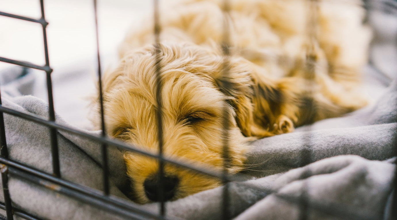 The Battle of Comfort: Dog Crate vs. Dog Teepee - Pooch and Paws