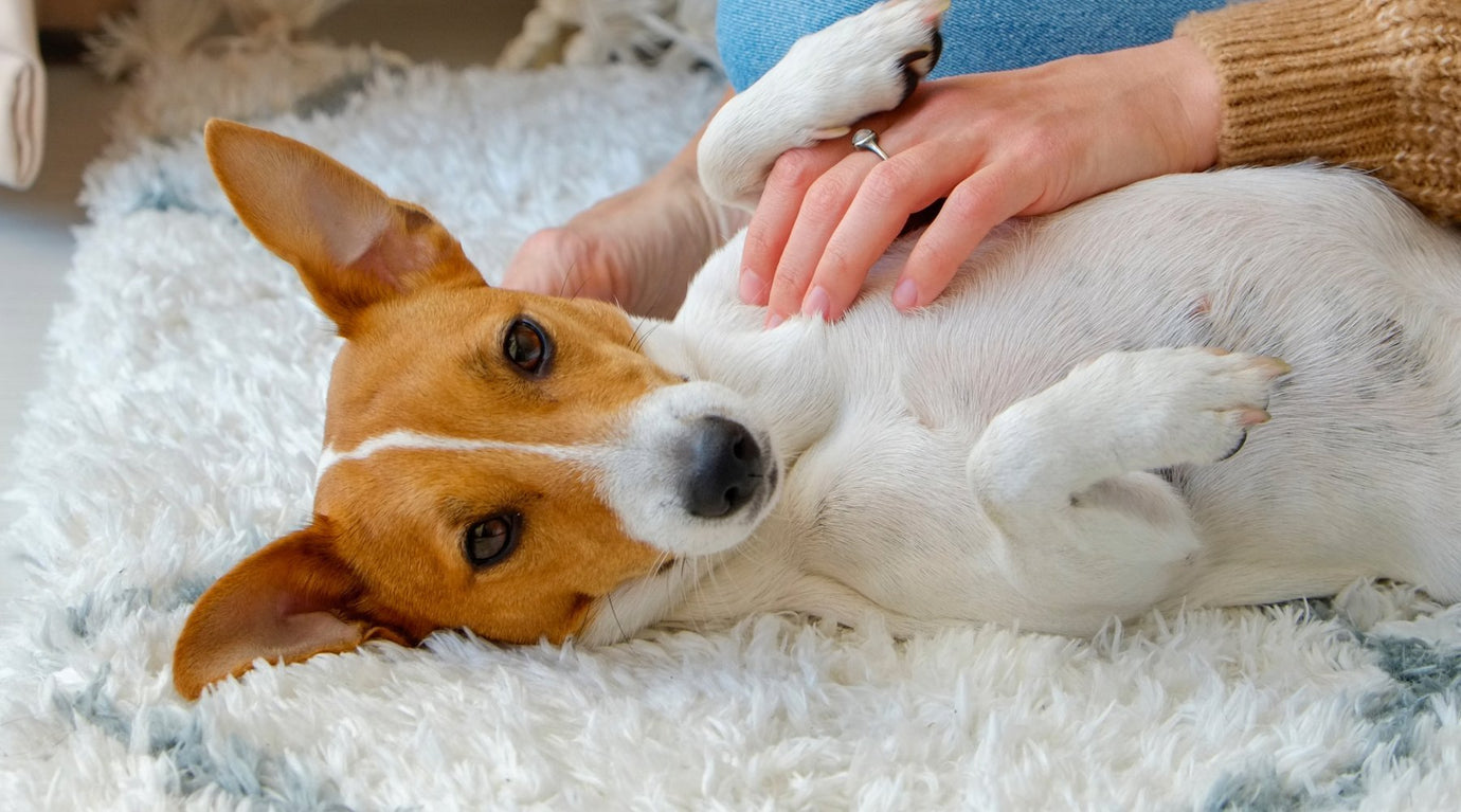 Why do dogs scratch their beds? 4 reasons - Pooch and Paws