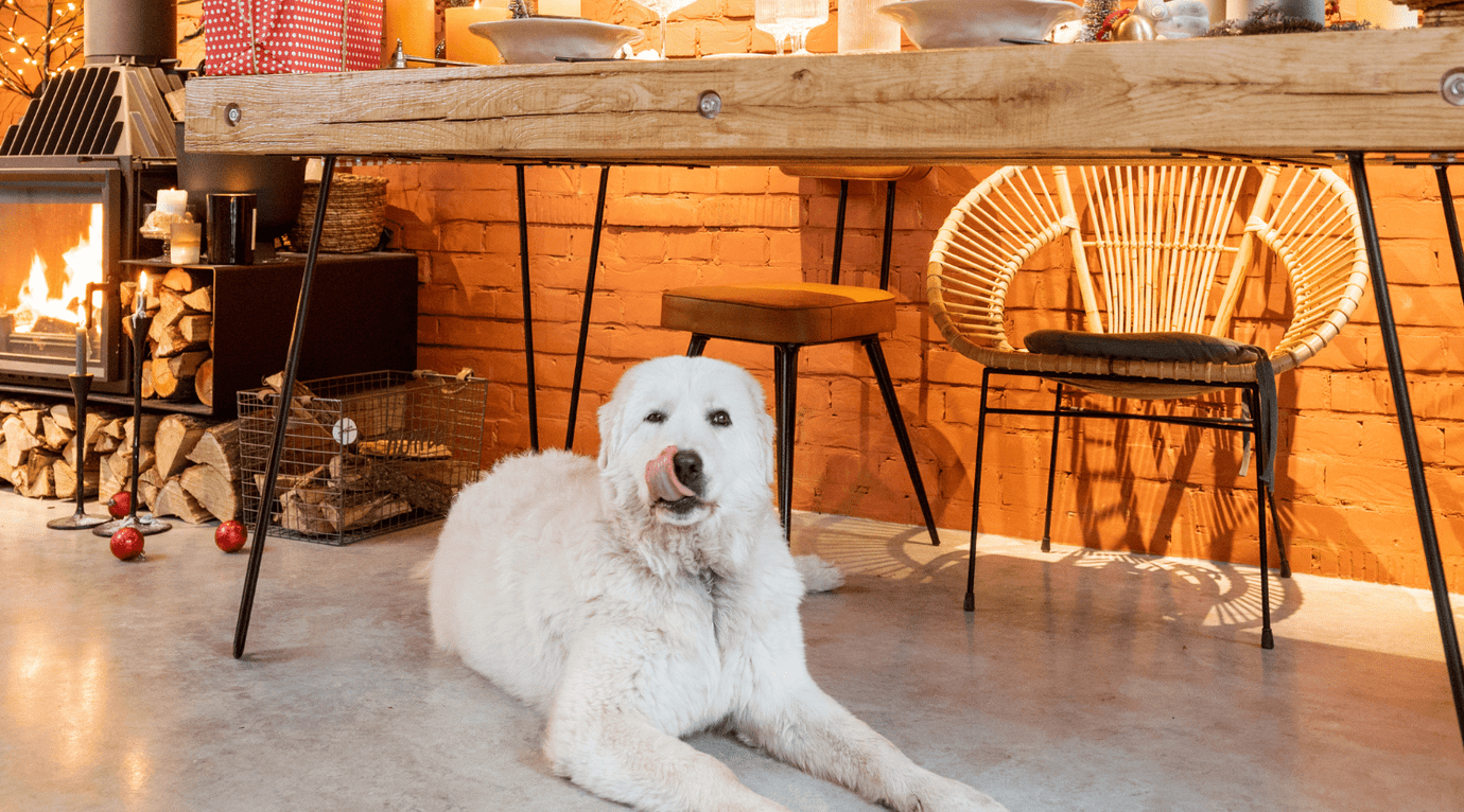 Why Does My Dog Hide Under Furniture? - Pooch and Paws