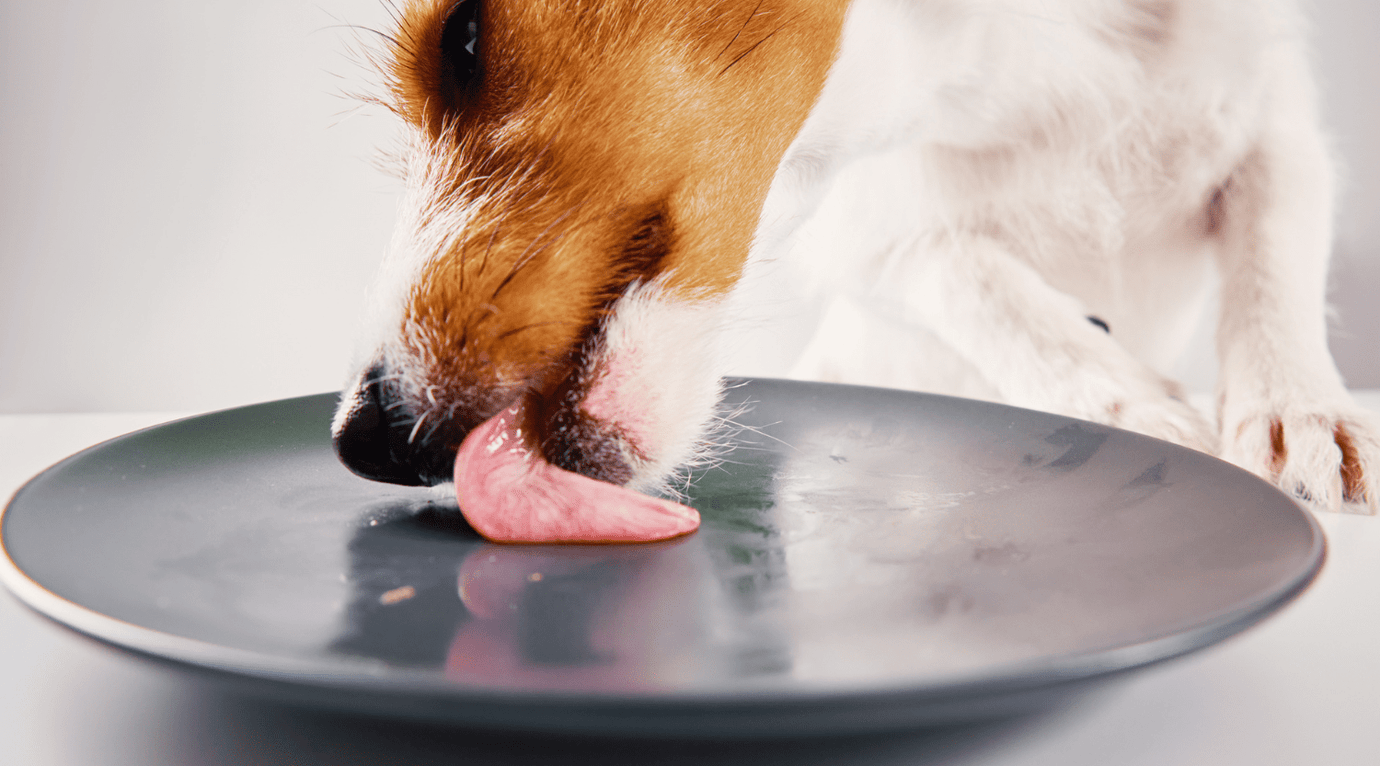 Why Your Dog Needs a Lick Mat (and What to Put on It!) - Pooch and Paws