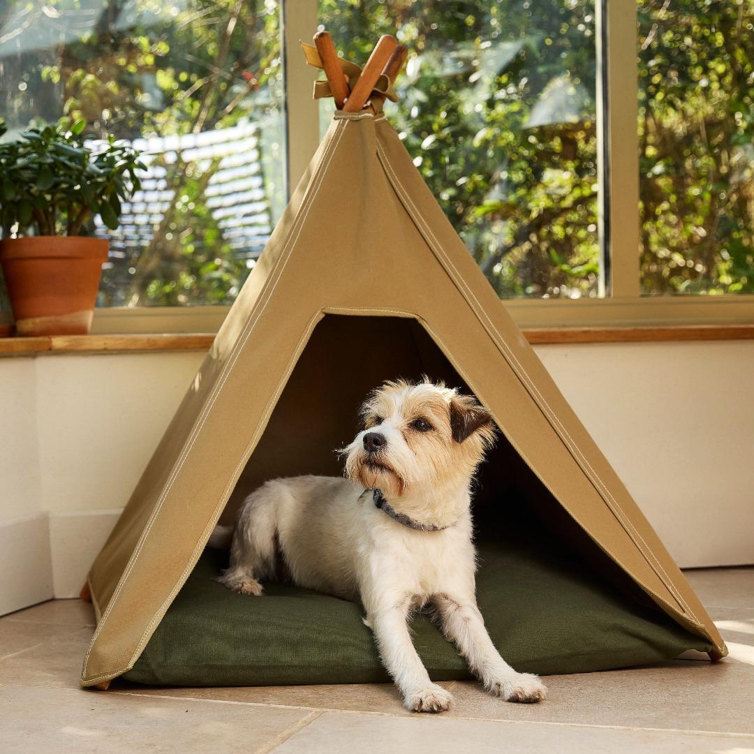 Dog Teepee Bed with Jack Russel Terrier. Sand teepee with green cushion