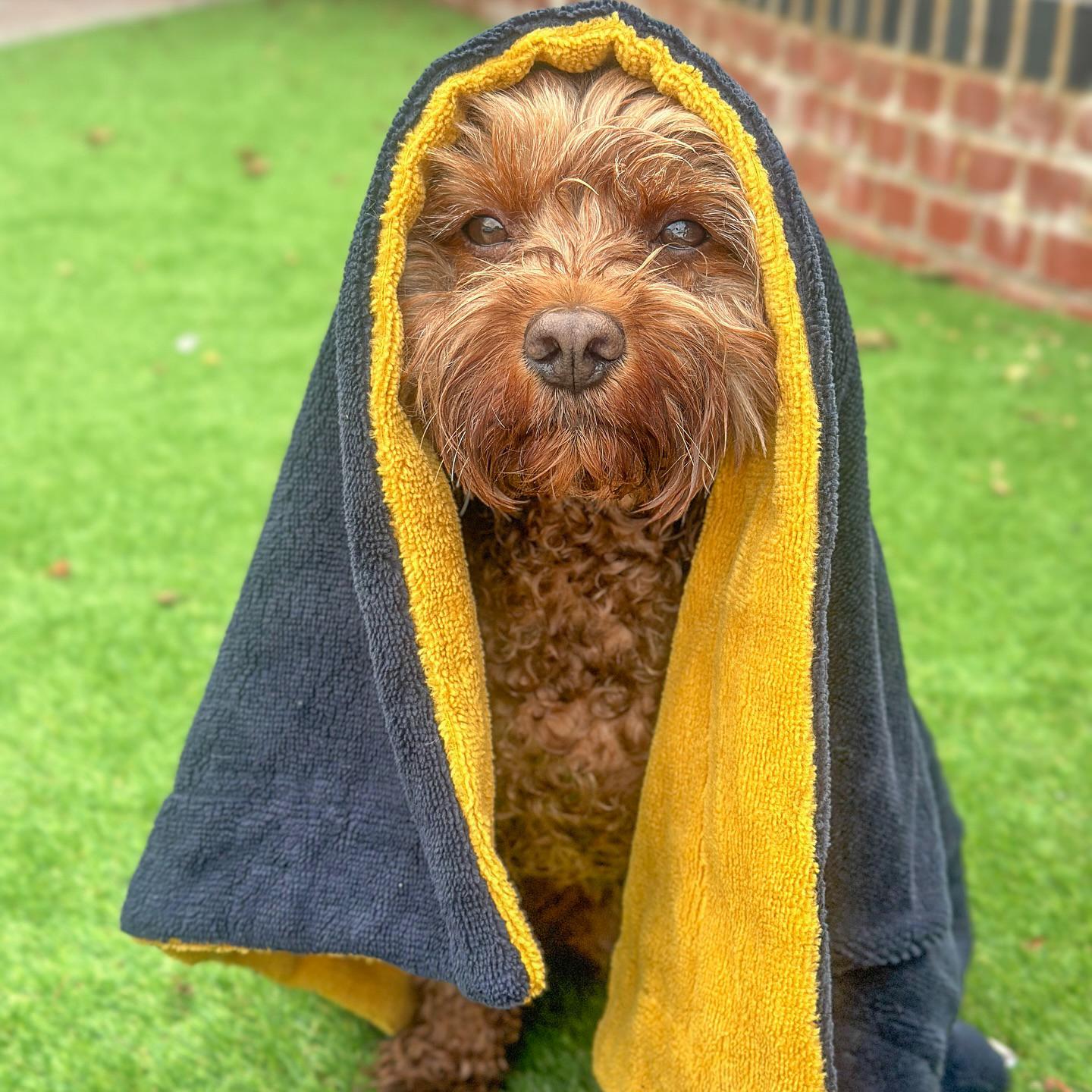 Cockapoo drying in Pooch and Paws Bamboo & Cotton Dog Towel. Dog Christmas gift idea 