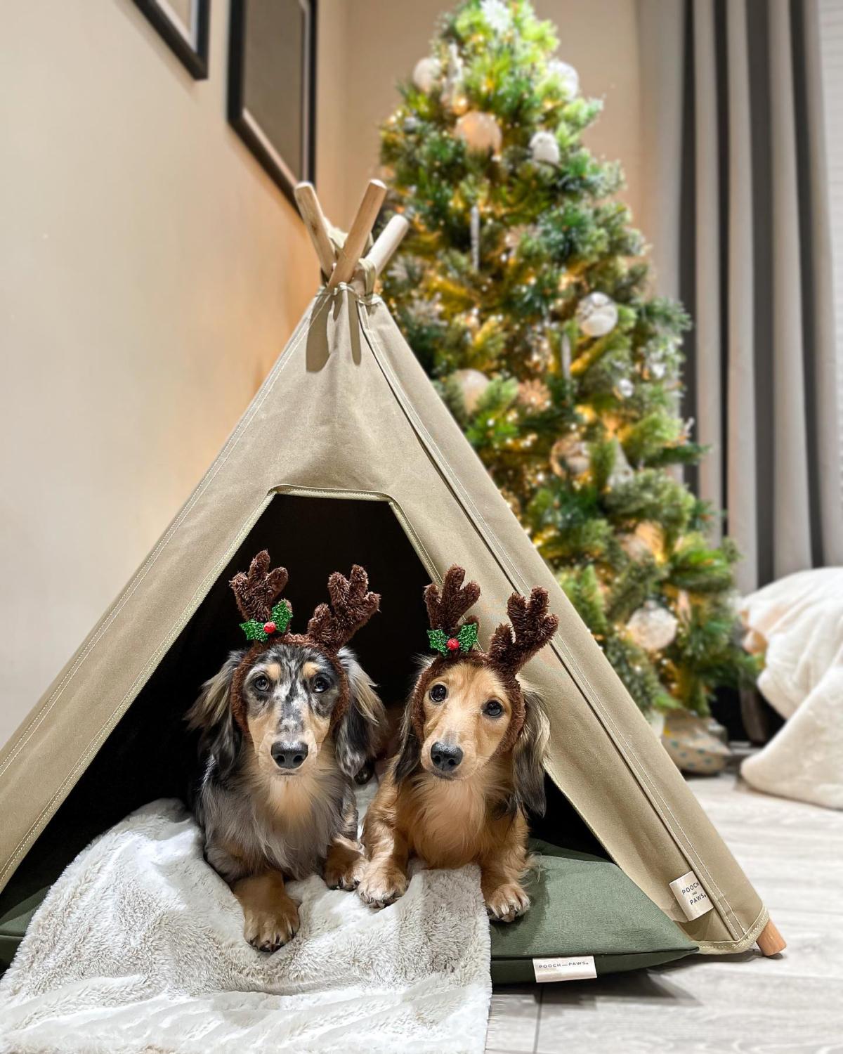 Dog Christmas Gifts. Dachsunds in Pooch and Paws dog teepee and cushion bed with christmas tree in the background 