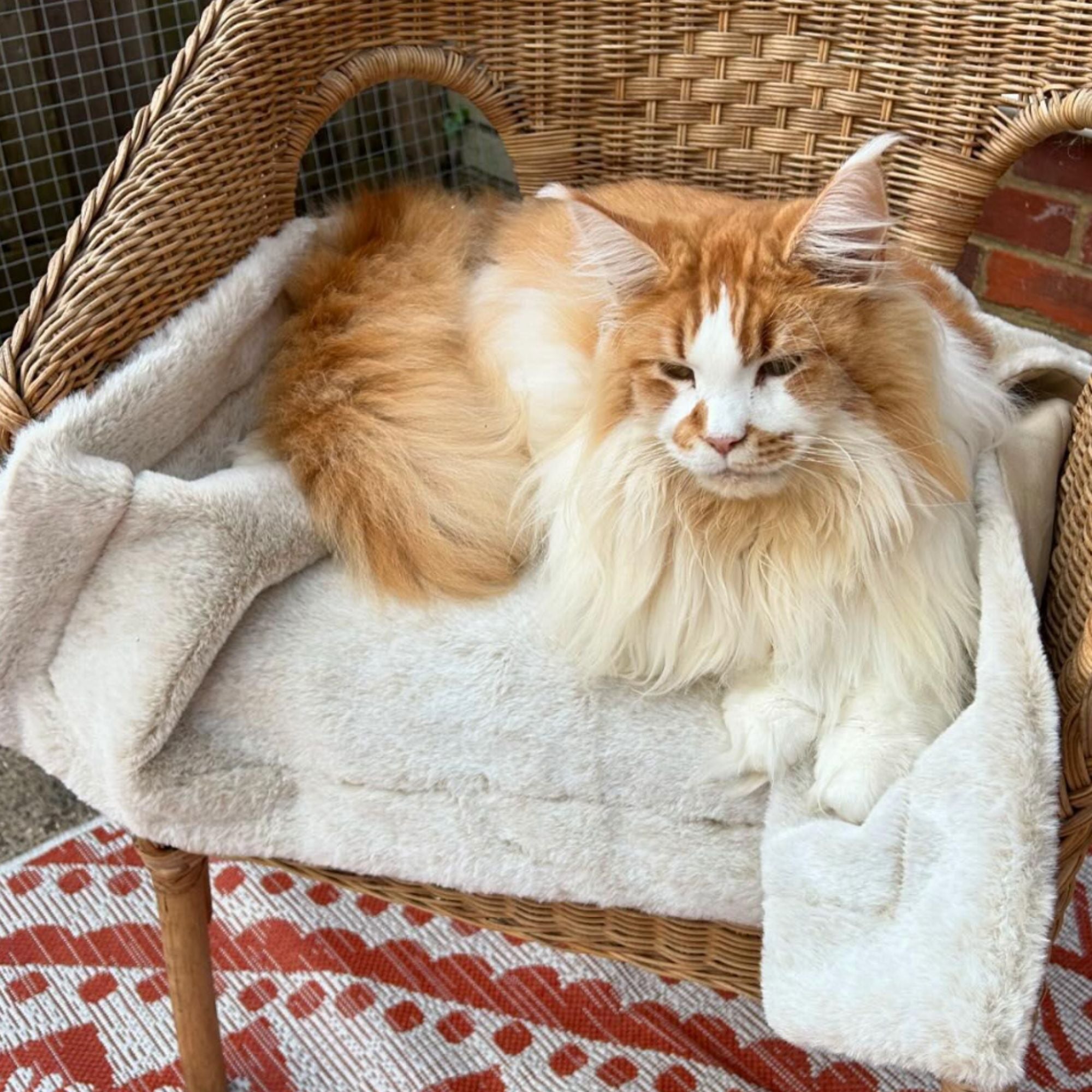 Cat Blanket - Luxury Faux Fur - Pooch and Paws