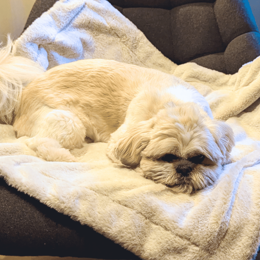 Dog Blanket - Pooch and Paws