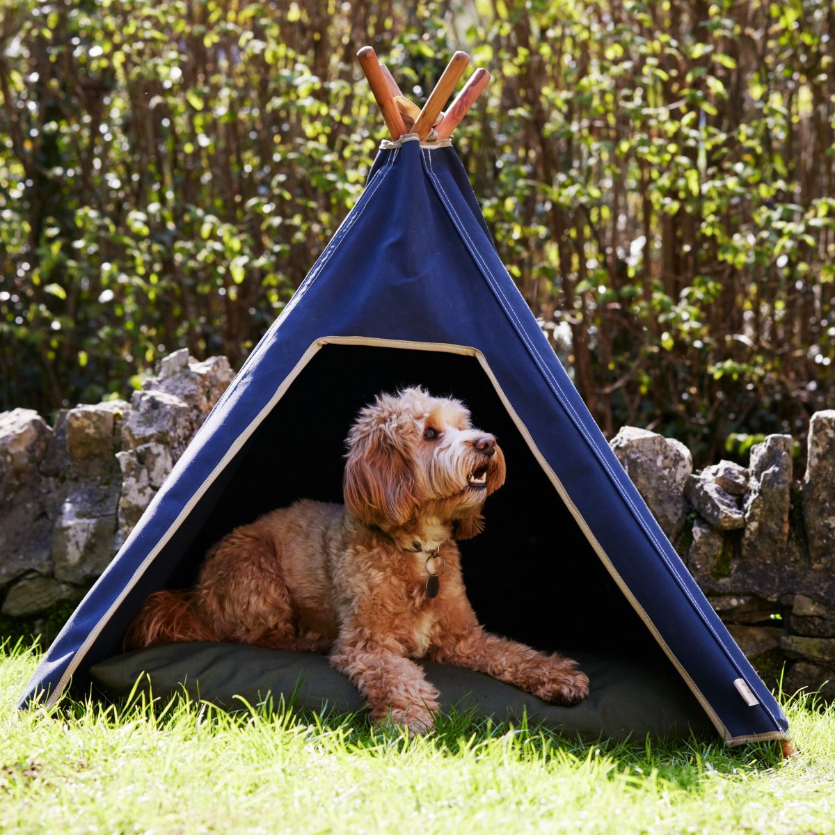 Dog sun shade. Dog in a teepee providing shade outdoors in garden 