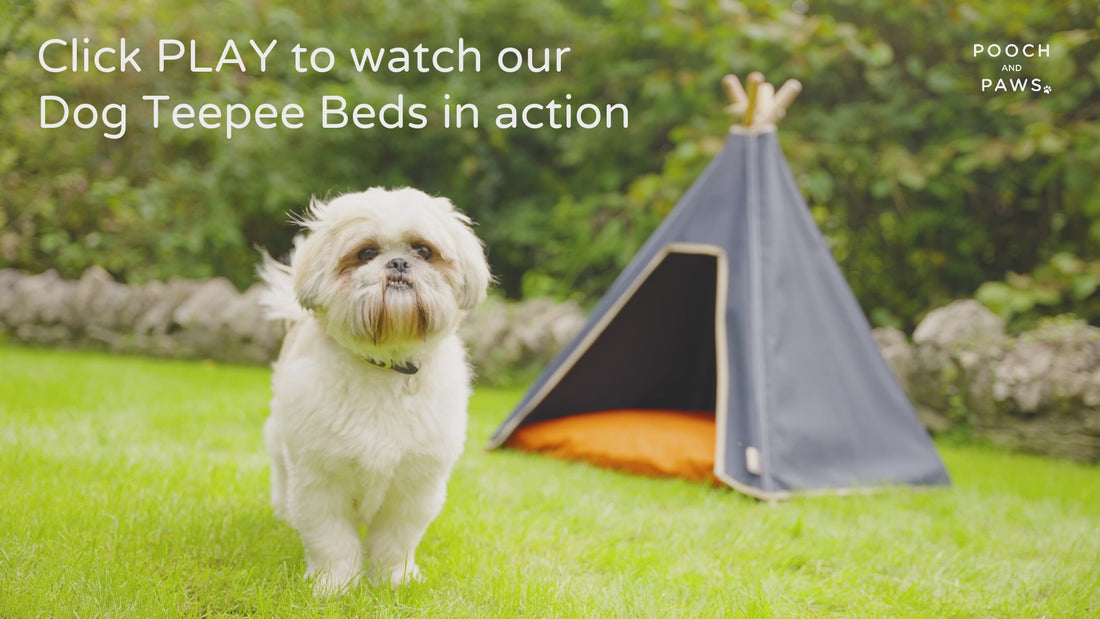 Do dogs like teepees? Watch this video to discover the ease of using a teepee as a dog bed anywhere