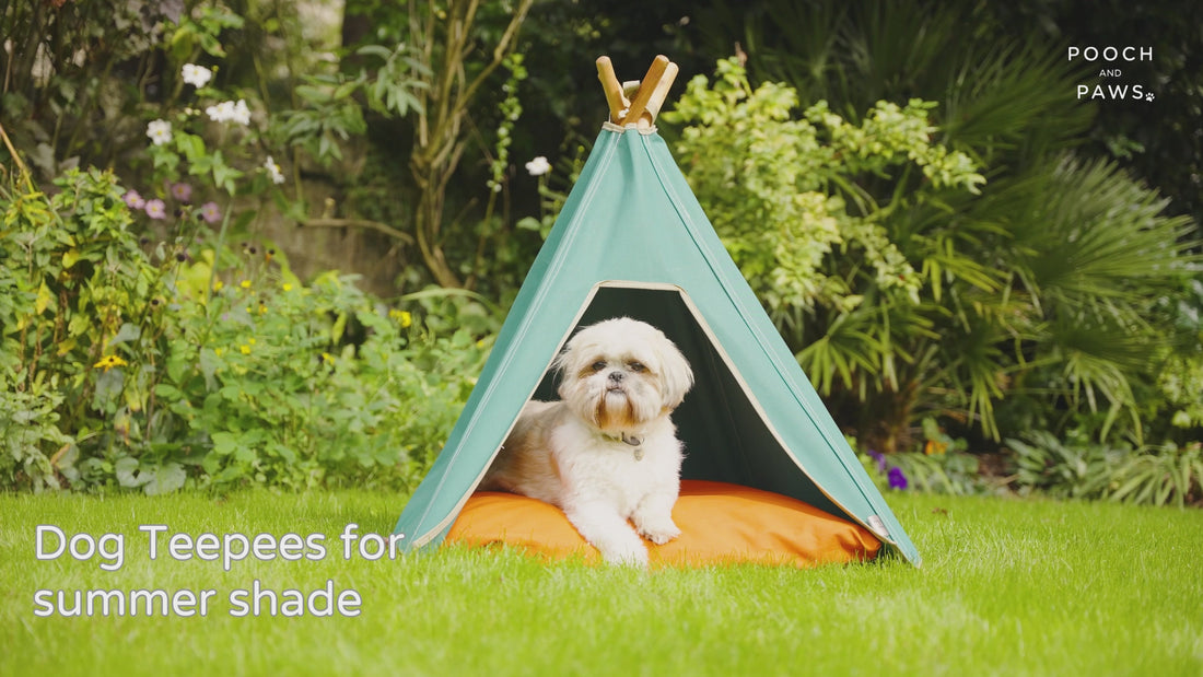 Dog sun shade. Dog shade canopy. Dog Teepee demonstration for summer dog shade in garden 