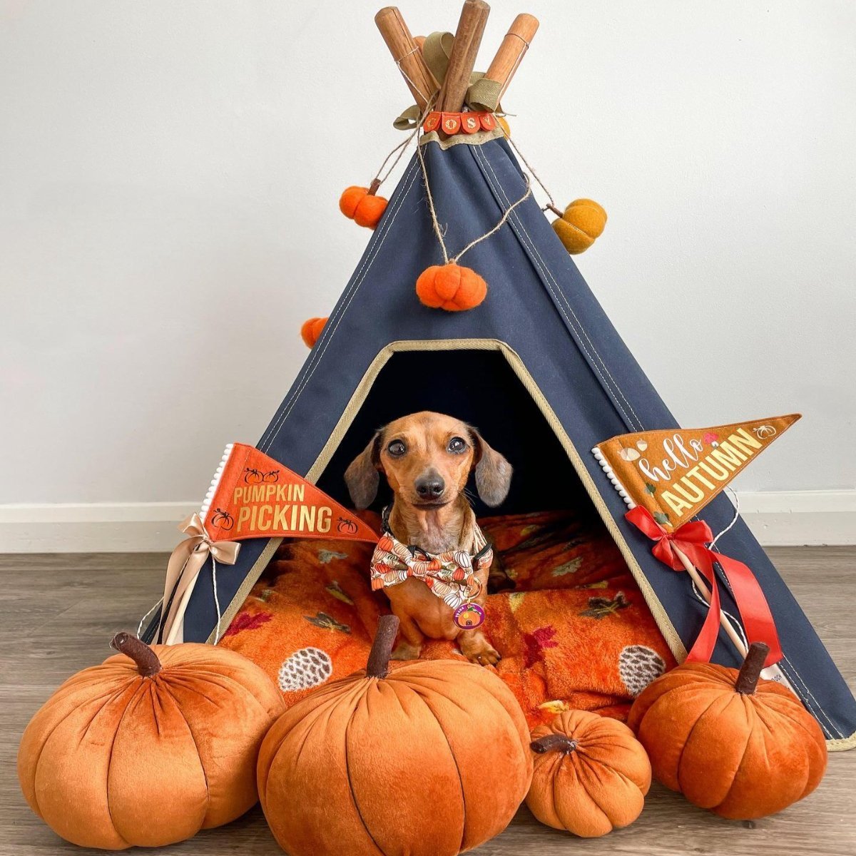 Teepee & Dog Mat Combination Set - Pooch and Paws