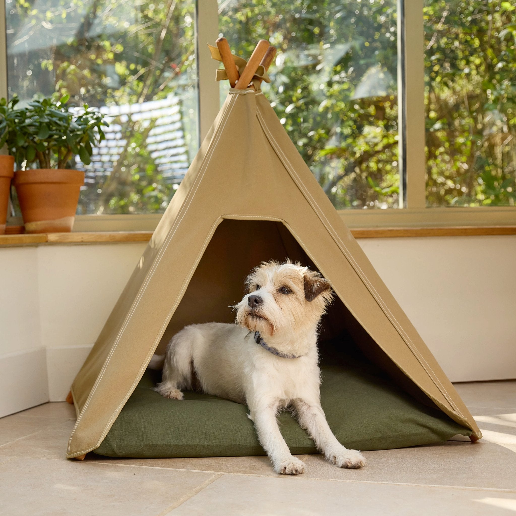 Dog bed. Dog teepee bed in light sand with Jack Russel