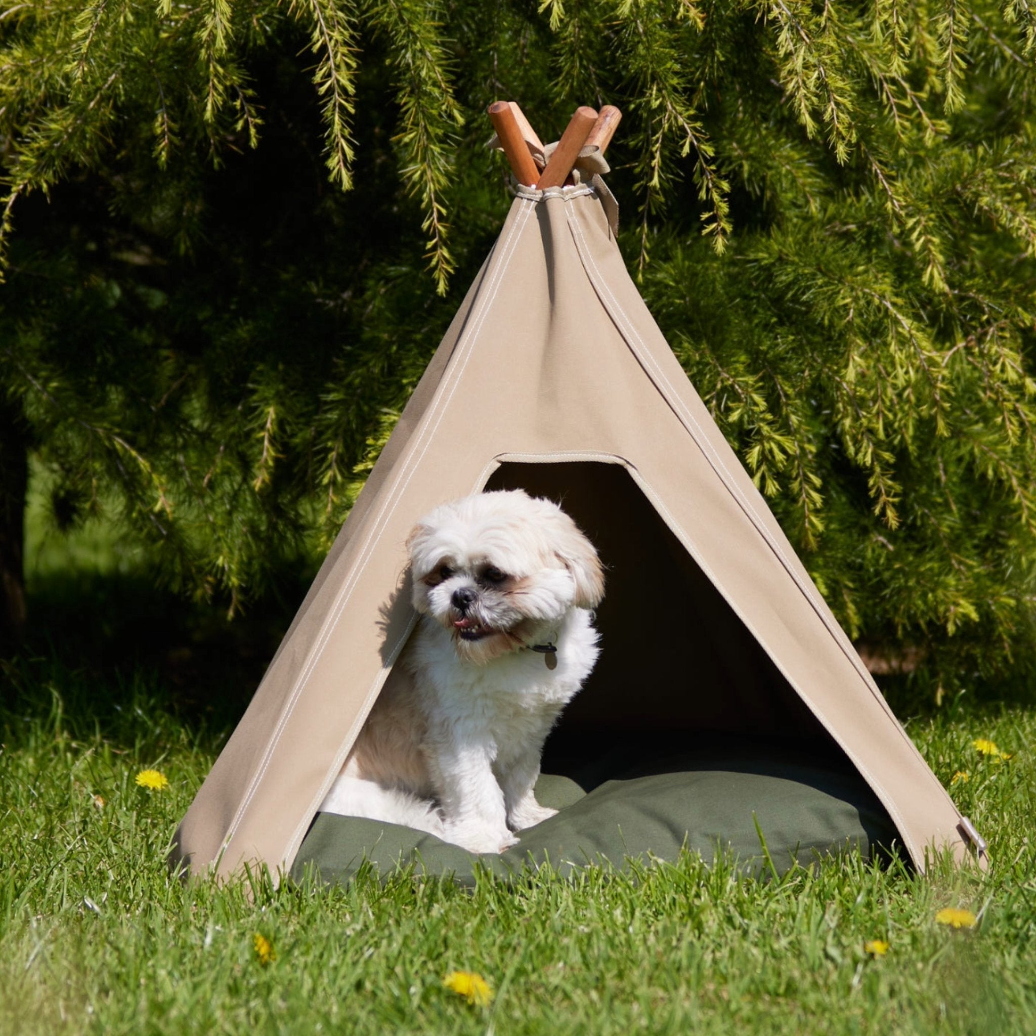 Outdoor dog bed. Dog teepee bed in light sand with Shih Tzu. Waterproof dog bed